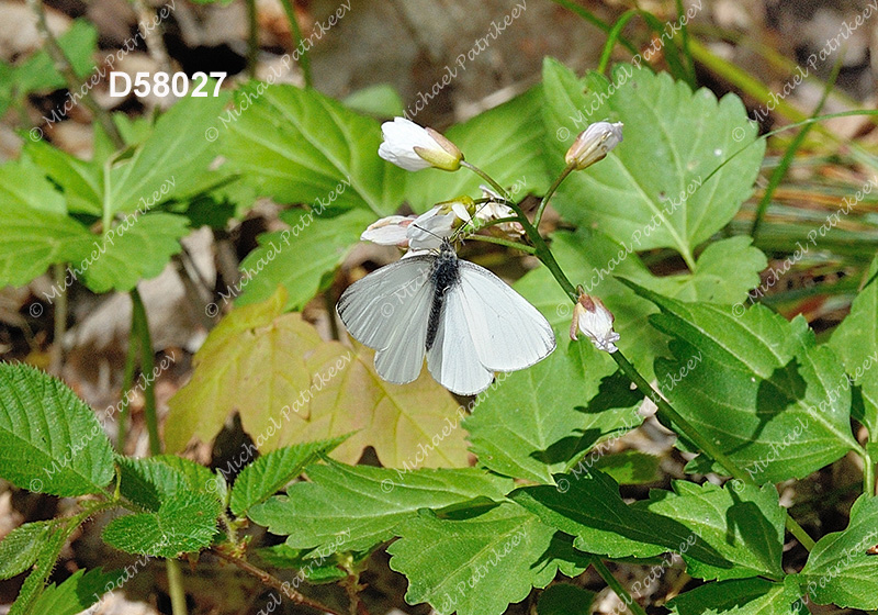 Mustard White (Pieris oleracea)